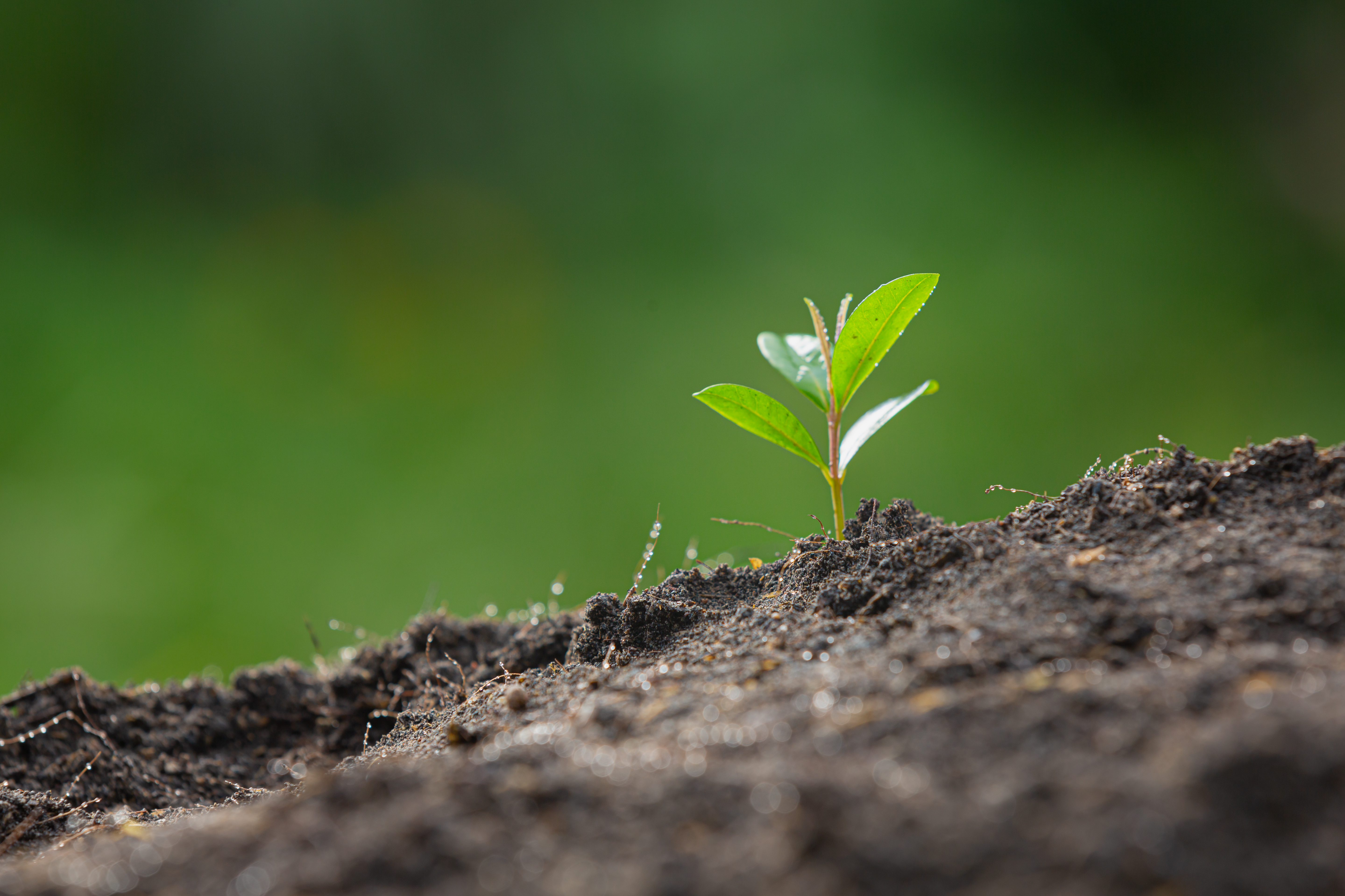 Early Phase Financing